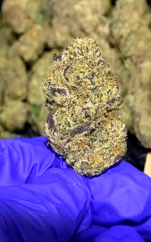 007 Exotic THCa Flower - Indica Strain - 39.21% @ HighHippy.com