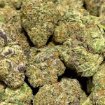007 Exotic THCa Flower - Indica Strain - 39.21% @ HighHippy.com