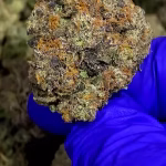 9 LB Hammer - Indica Strain - 40.93% THCa 01 from FrostyClub.com Wholesale, HighHippy.com retail - Free Overnight Shipping!