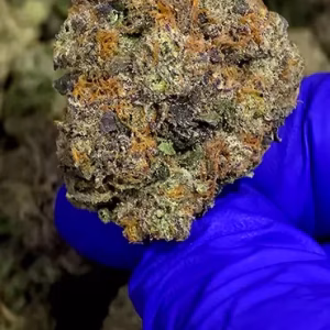 9 LB Hammer - Indica Strain - 40.93% THCa 01 from FrostyClub.com Wholesale, HighHippy.com retail - Free Overnight Shipping!