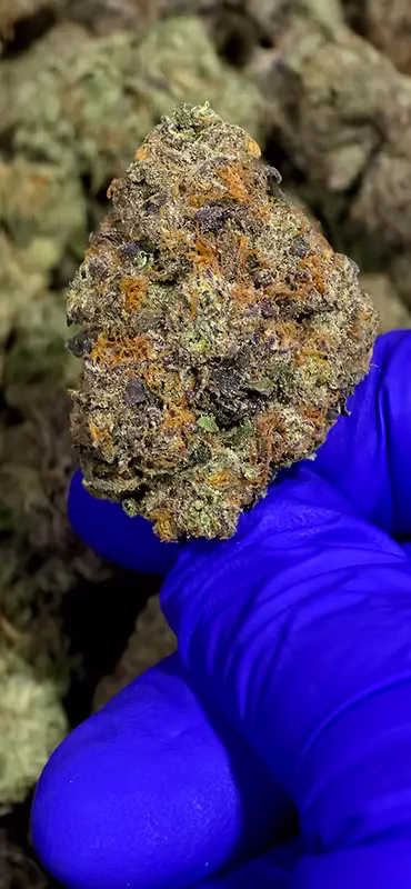 9 LB Hammer - Indica Strain - 40.93% THCa 01 from FrostyClub.com Wholesale, HighHippy.com retail - Free Overnight Shipping!