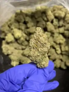 Alabama Slamma 2.0 – THCa Flower – Sativa Strain – 32.39% @ HighHippy.com - Fast Shipping!