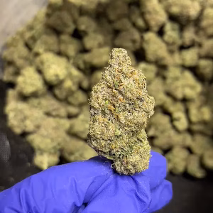 Alabama Slamma 2.0 – THCa Flower – Sativa Strain – 32.39% @ HighHippy.com - Fast Shipping!