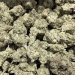 Black Garlic Gelato — Indica Strain — THCa Flower — 33.19% — Exotic - Image 2