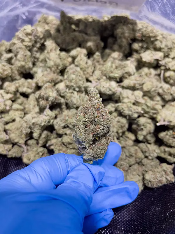 Black Garlic Gelato – Indica Strain – THCa Flower – 33.19% – Exotic @ HighHippy.com
