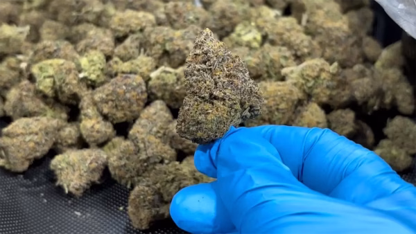 Blue Cookies - Indica Strain - THCa Flower - 36.58% - Private Reserve @ HighHippy.com - Fast Shipping!