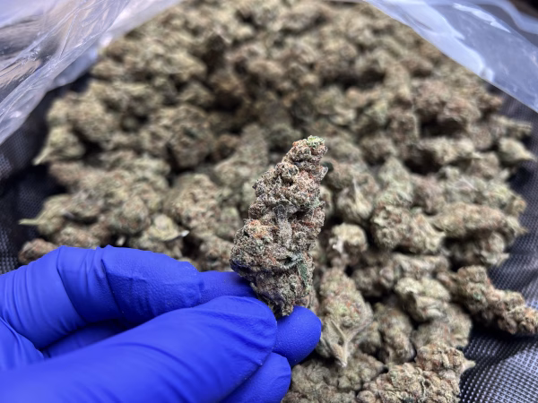 Blue Rhino #2 THCa Flower Indica