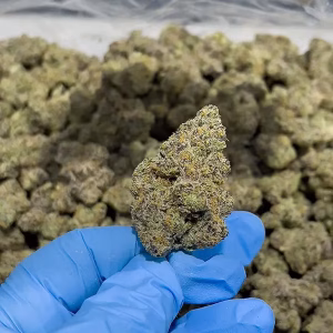 Candyland Kush - Sativa Strain - 31.65% THCa Flower - Private Reserve @ HighHippy.com