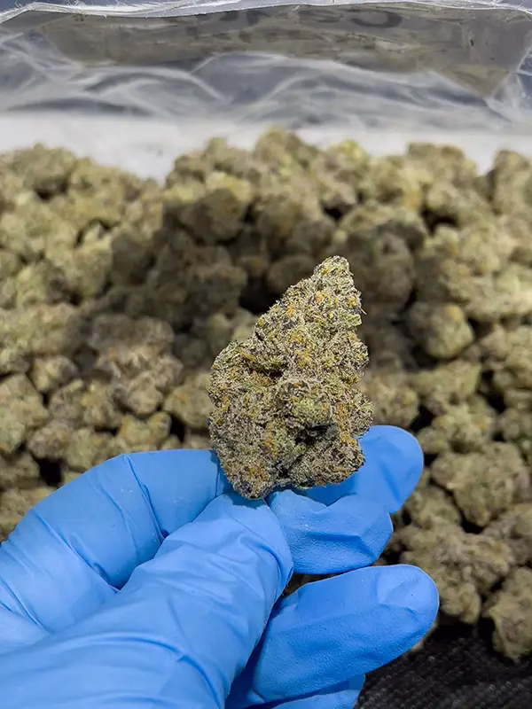 Candyland Kush - Sativa Strain - 31.65% THCa Flower - Private Reserve @ HighHippy.com