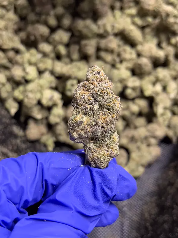 Cherry ZaZa - Hybrid Strain - THCa Flower - 38.45% @ HighHippy.com - Free Overnight Shipping!