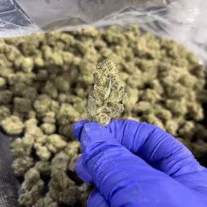 Dirty Girl - THCa Flower - Sativa Strain - High 41.09% D9 01 @ HighHippy.com