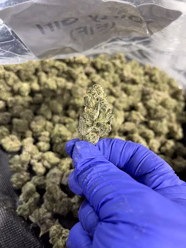 Dirty Girl - THCa Flower - Sativa Strain - High 41.09% D9 01 @ HighHippy.com