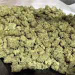 Frosted Flakes Hybrid THCa Flower - 30.81% - $100/Oz SMALLS @ HighHippy.com