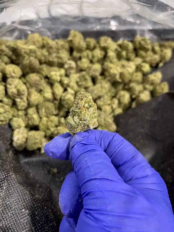 Face Off OG - THCa Flower - Indica Strain - 37.28% @ HighHippy.com - Free OVERNIGHT Shipping!