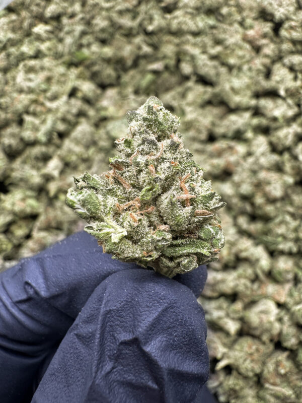 Governmint Oasis Smalls THCa Hemp Flower Exotic