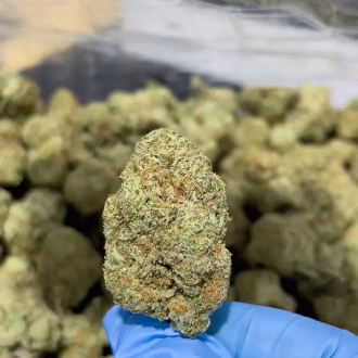 Hawaiian Haze Sativa Strain - THCa Flower – 32.11% - Exotic @ HighHippy.com