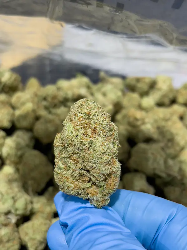 Hawaiian Haze Sativa Strain - THCa Flower – 32.11% - Exotic @ HighHippy.com