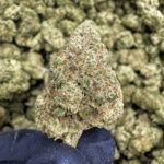 Hawaiian Haze THCa Hemp Flower Exotic
