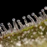 How THCa Works in the Body @ HighHippy.com Best THCa Flower Online - FREE OVERNIGHT SHIPPING