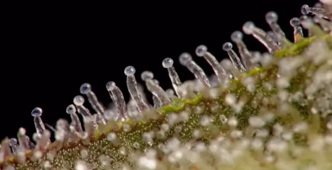 How THCa Works in the Body @ HighHippy.com Best THCa Flower Online - FREE OVERNIGHT SHIPPING