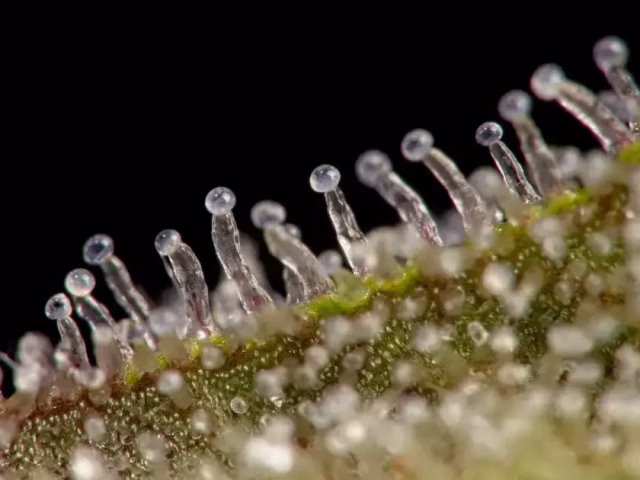 How THCa Works in the Body @ HighHippy.com Best THCa Flower Online - FREE OVERNIGHT SHIPPING