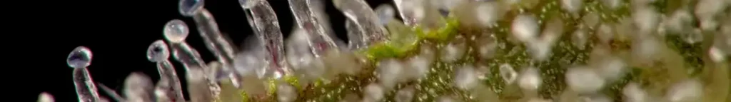 How THCa works (explained simply) @ HighHippy Blogs