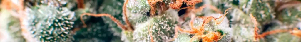 How to Store THCa Flower @ HighHippy.com Blogs - Best THCa Flower Online - Cali-grown FREE OVERNIGHT SHIPPING