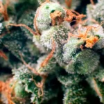 How to Store THCa Flower @ HighHippy.com Blogs - Best THCa Flower Online - Cali-grown FREE OVERNIGHT SHIPPING