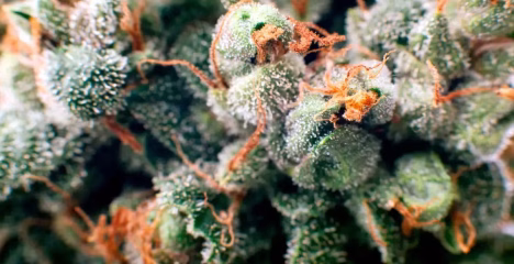 How to Store THCa Flower @ HighHippy.com Blogs - Best THCa Flower Online - Cali-grown FREE OVERNIGHT SHIPPING