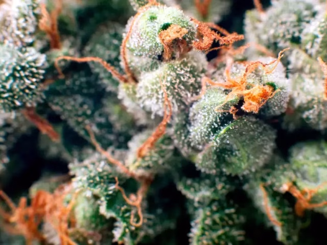 How to Store THCa Flower @ HighHippy.com Blogs - Best THCa Flower Online - Cali-grown FREE OVERNIGHT SHIPPING