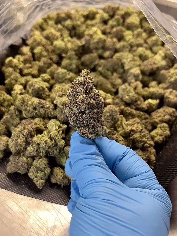 Krystal Kush #2 - Sativa Strain - 26.59% THCa Flower - Light Dep @ HighHippy.com - Free OVERNIGHT Shipping!