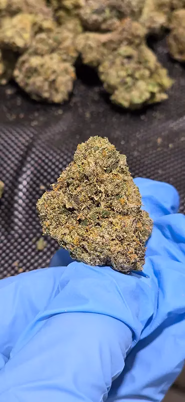 Lemon Lightning - Sativa Strain - High Potency Flower - 40.88% THCa @ HighHippy.com - FREE OVERNIGHT DELIVERY