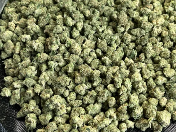 Maui Wowie - Sativa Strain - THCa Smalls - 31.39% - Exotic @ HighHip[py.com