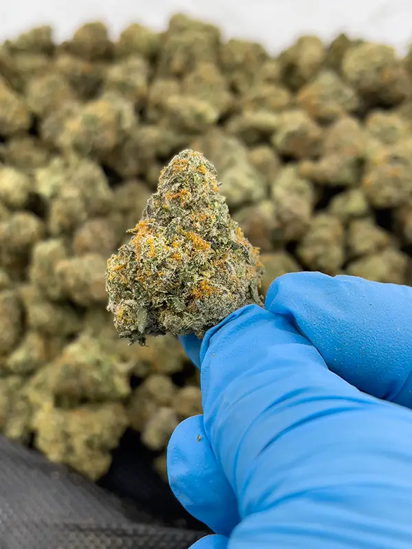 Memory Loss – Sativa Strain – High THCa Flower – 42.37% – 3.5g @ HighHippy.com – Fast Shipping!