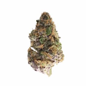 Money Maker THCa Flower