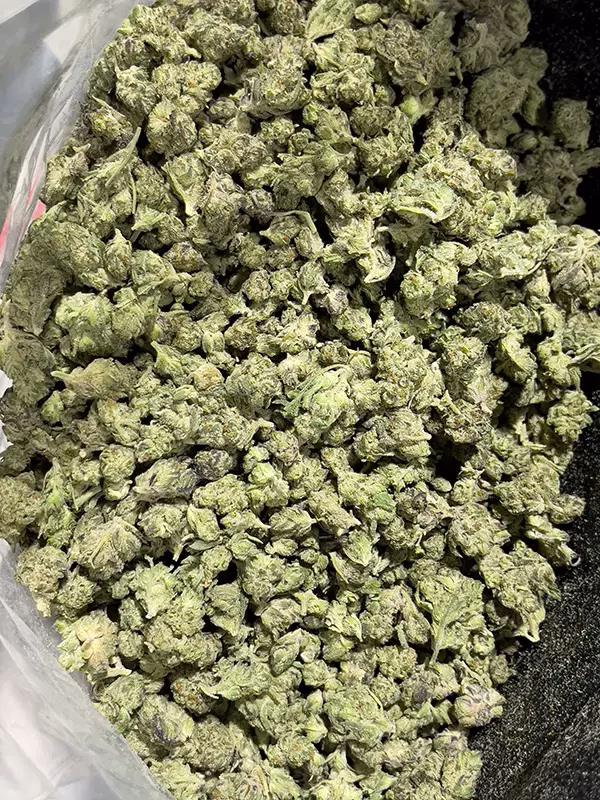 Oaksterdam - Indica - THCa Smalls - Cheap Ounces - 32.07% @ HighHippy.com - FREE OVERNIGHT SHIPPING!
