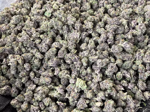 Pineapple Punch - Sativa Strain - High THCa Smalls - 41.87% @ HighHippy.com - Free Overnight Shipping!