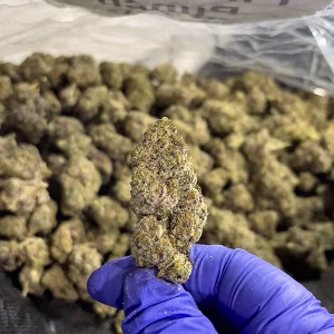 Pineapple Punch - Sativa Strain - High THCa Smalls - 41.87% @ HighHippy.com - Free Overnight Shipping!