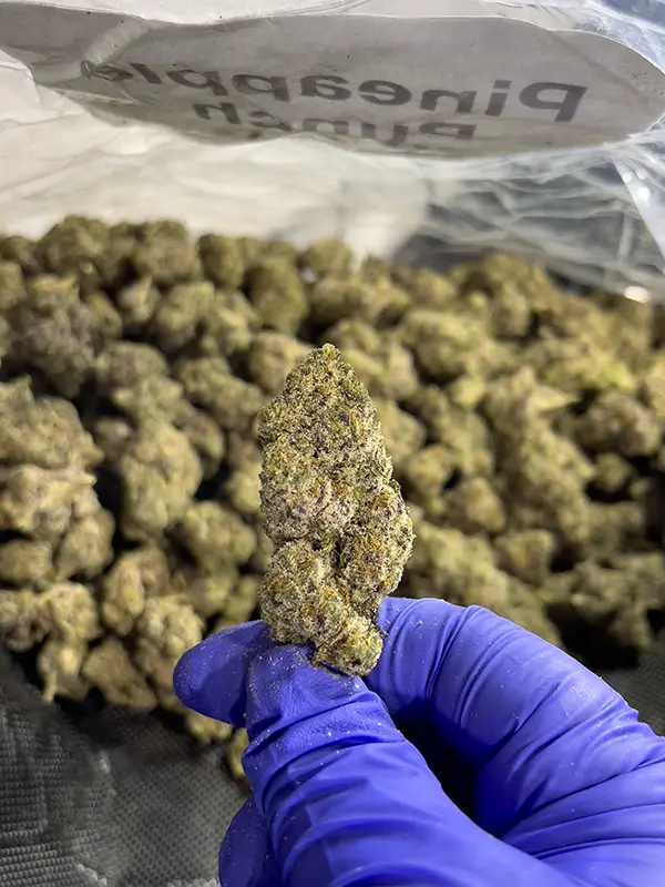 Pineapple Punch - Sativa Strain - High THCa Smalls - 41.87% @ HighHippy.com - Free Overnight Shipping!