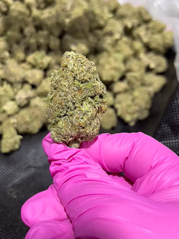 Purple Haze Sativa Strain - THCa Smalls - $100/Oz - Free OVERNIGHT Shipping @ HighHippy.com