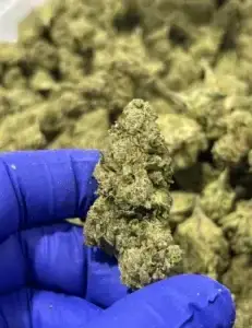 Brownie Scout – Indica Strain – Exotic THCa Flower – 27.20% @ HighHippy.com - Fast Shipping!