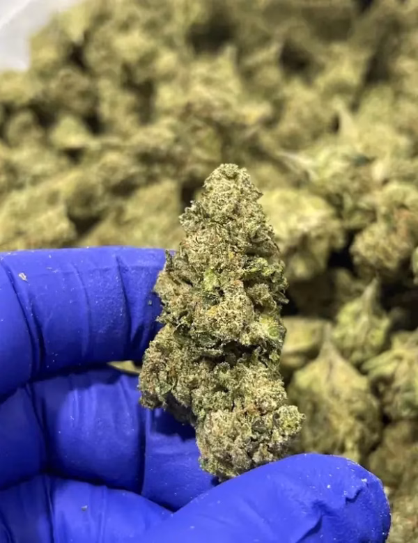 Brownie Scout – Indica Strain – Exotic THCa Flower – 27.20% @ HighHippy.com - Fast Shipping!