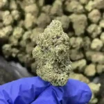 Presidential Kush Indica Strain