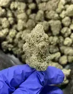 Presidential Kush – Indica Strain – THCa Flower - 32.40% – 3.5g @ HighHippy.com - Fast Shipping!