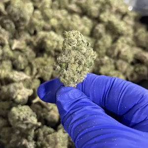 Big Bang Indica Strain – Exotic THCa Flower – 32.33% @ HighHippy.com