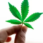 THCa vs THC vs Delta-9: The Truth Revealed @ HighHippy.com - Best THCa Flower Online - FREE OVERNIGHT DELIVERY