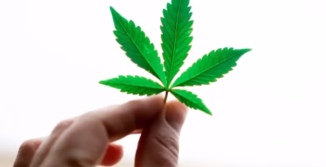 THCa vs THC vs Delta-9: The Truth Revealed @ HighHippy.com - Best THCa Flower Online - FREE OVERNIGHT DELIVERY