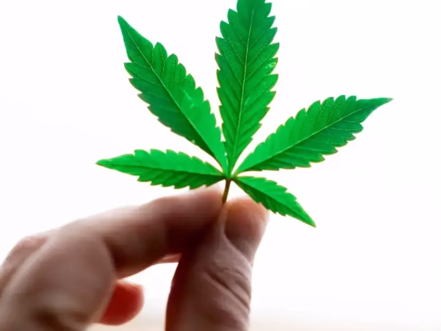 THCa vs THC vs Delta-9: The Truth Revealed @ HighHippy.com - Best THCa Flower Online - FREE OVERNIGHT DELIVERY