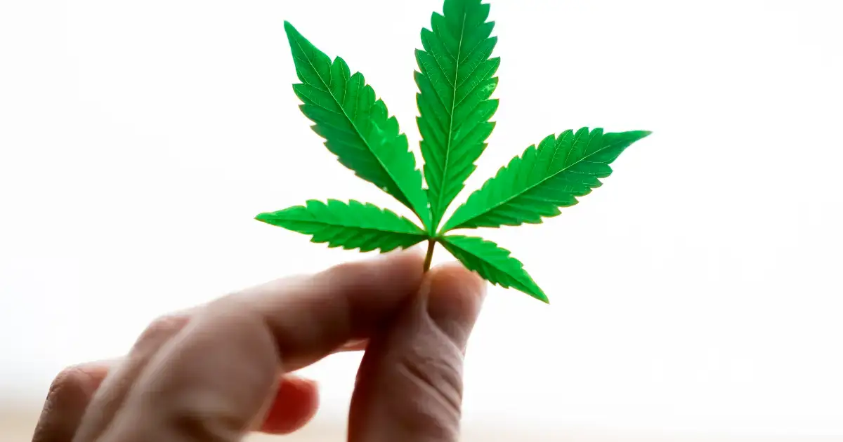 THCa vs THC vs Delta-9: The Truth Revealed @ HighHippy.com - Best THCa Flower Online - FREE OVERNIGHT DELIVERY