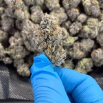 Truffle Butter - Indica - High Potency Flower - 37.35% THCa 0@ HighHippy.com - free OVERNIGHT shipping!